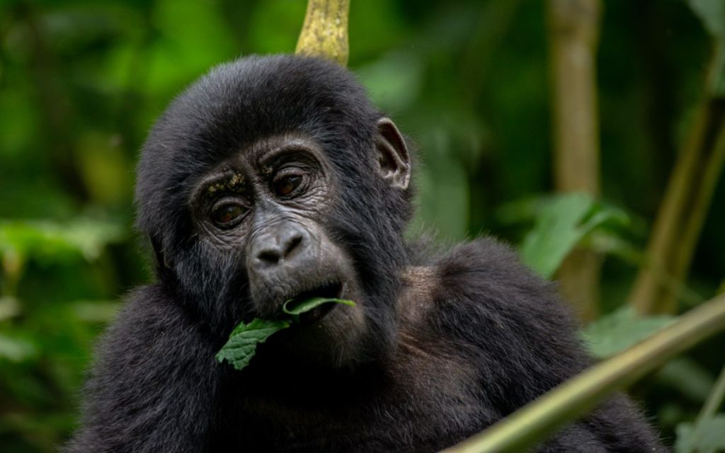 3 Days Gorilla Trekking Safari in Bwindi NP.