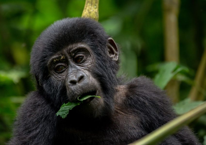 3 Days Gorilla Trekking Safari in Bwindi NP.