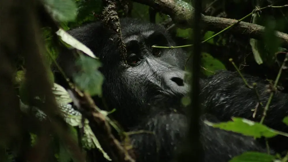 Best time to visit Uganda for gorilla trekking.