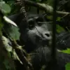 Best time to visit Uganda for gorilla trekking.