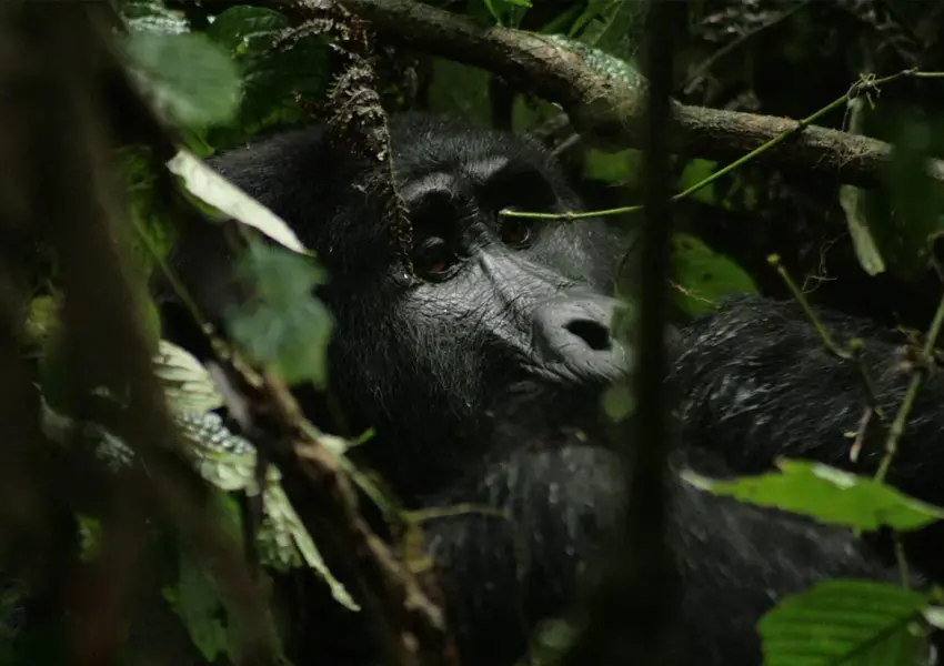 Best time to visit Uganda for gorilla trekking.