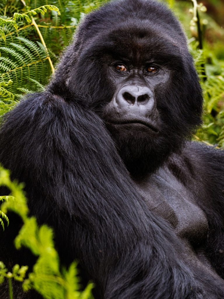 7 Days Uganda Gorilla and Wildlife safari.