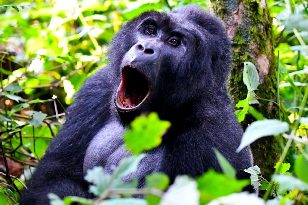 5 Days Flying gorilla trekking safari in Bwindi NP