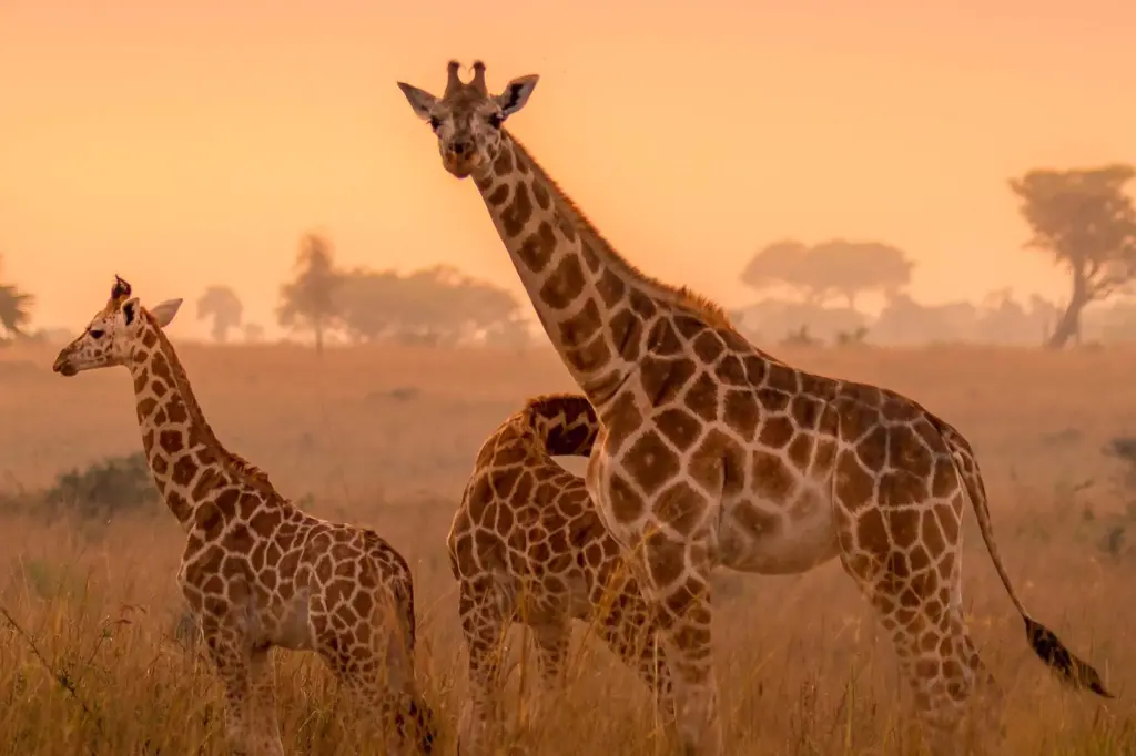 8 days Uganda Wildlife Adventure safari
