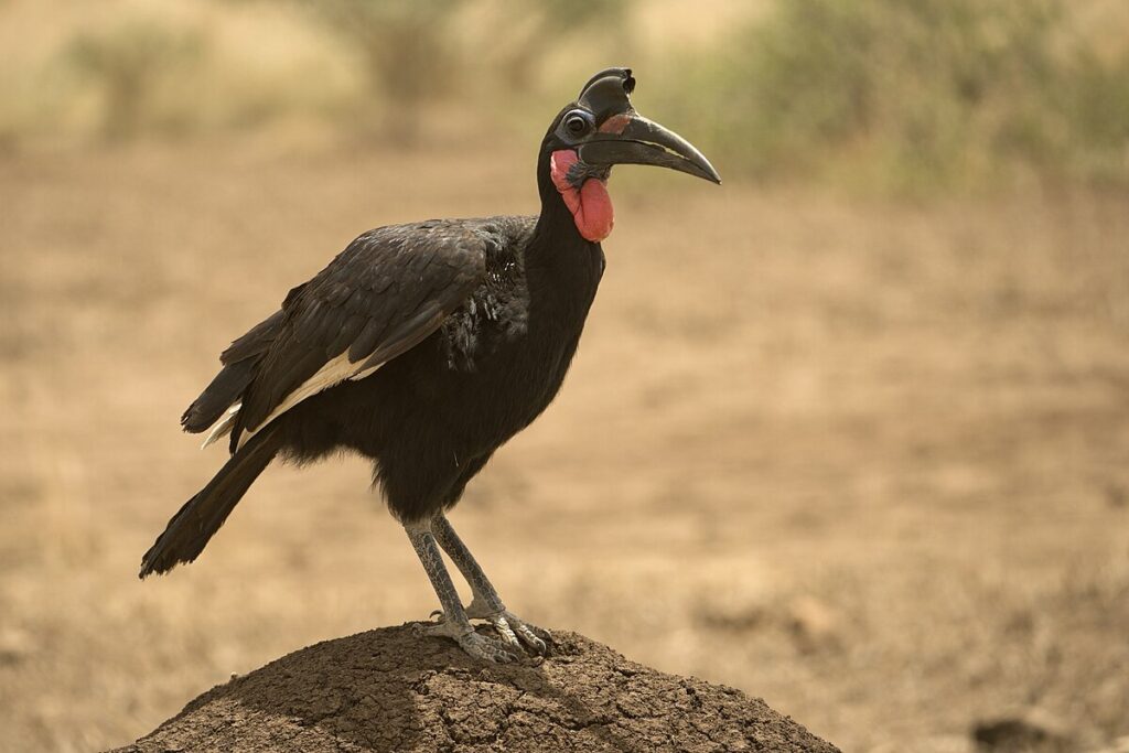 4 days Uganda Bird watching safari.