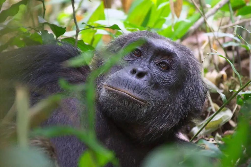 13 Days Uganda fly-in safari & primate trekking.