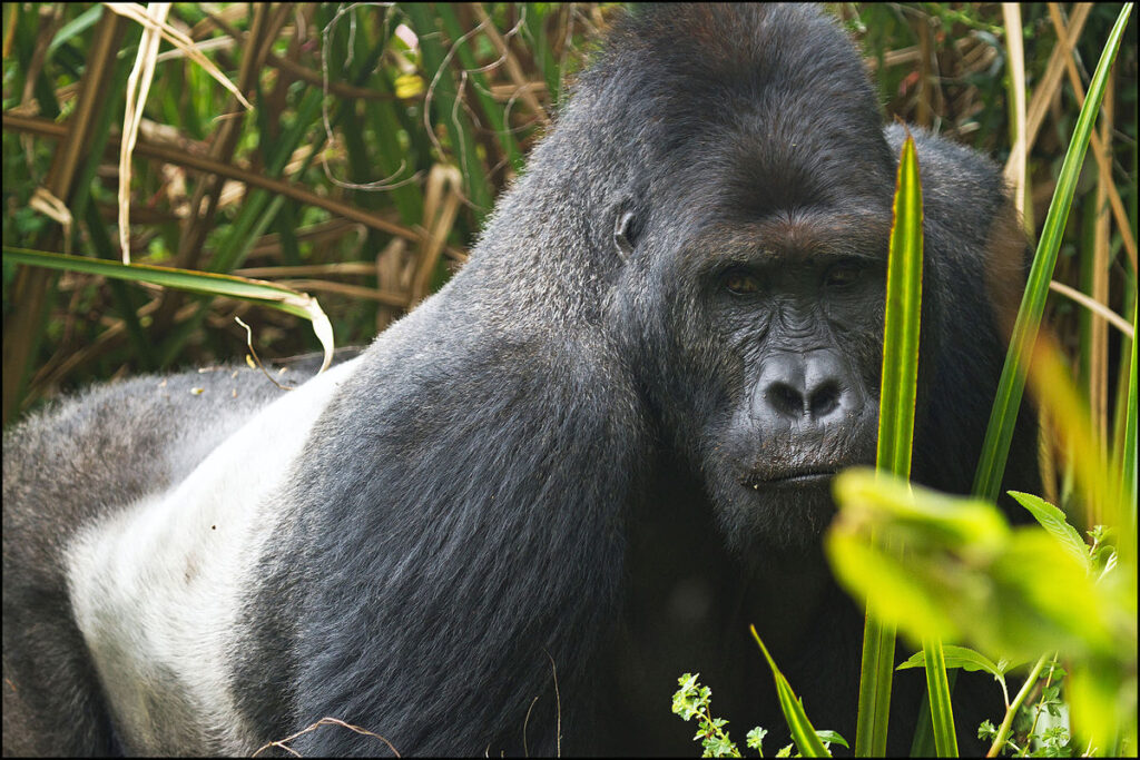 3 Days Kahuzi-Biega NP Gorilla trek