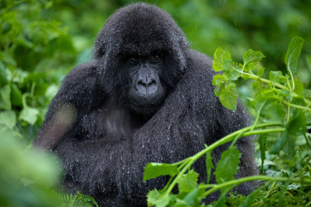 3 days Uganda gorilla trek from Entebbe