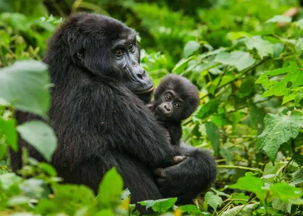 10 days Rwanda Safari