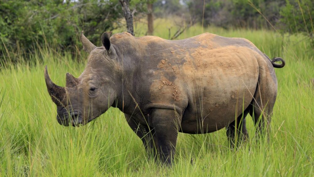 Ziwa Rhino Sanctuary