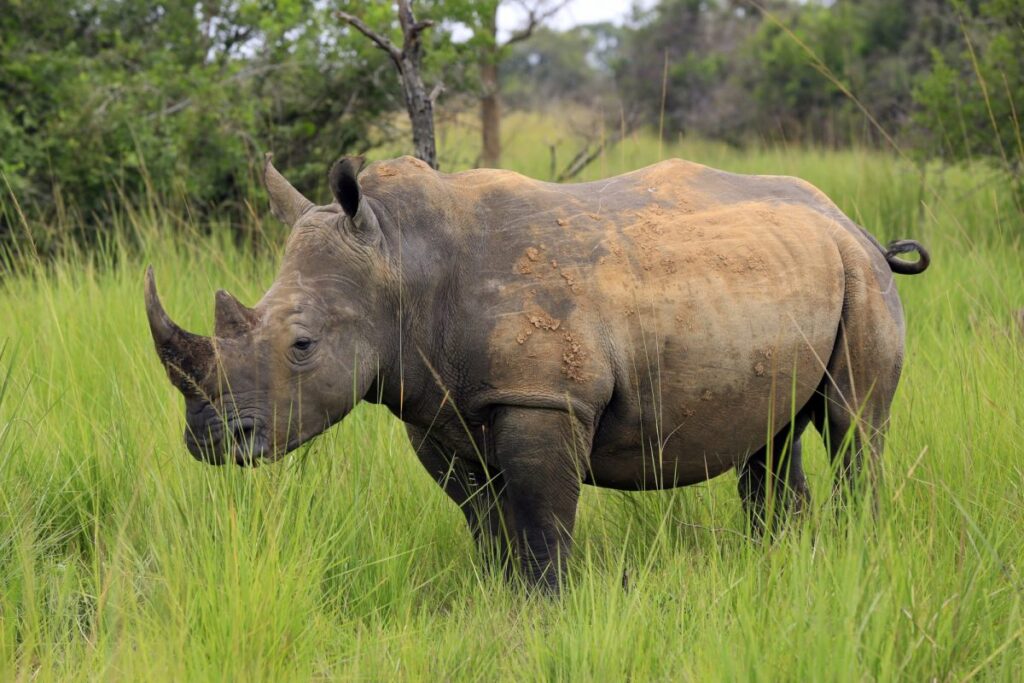 Ziwa Rhino Sanctuary