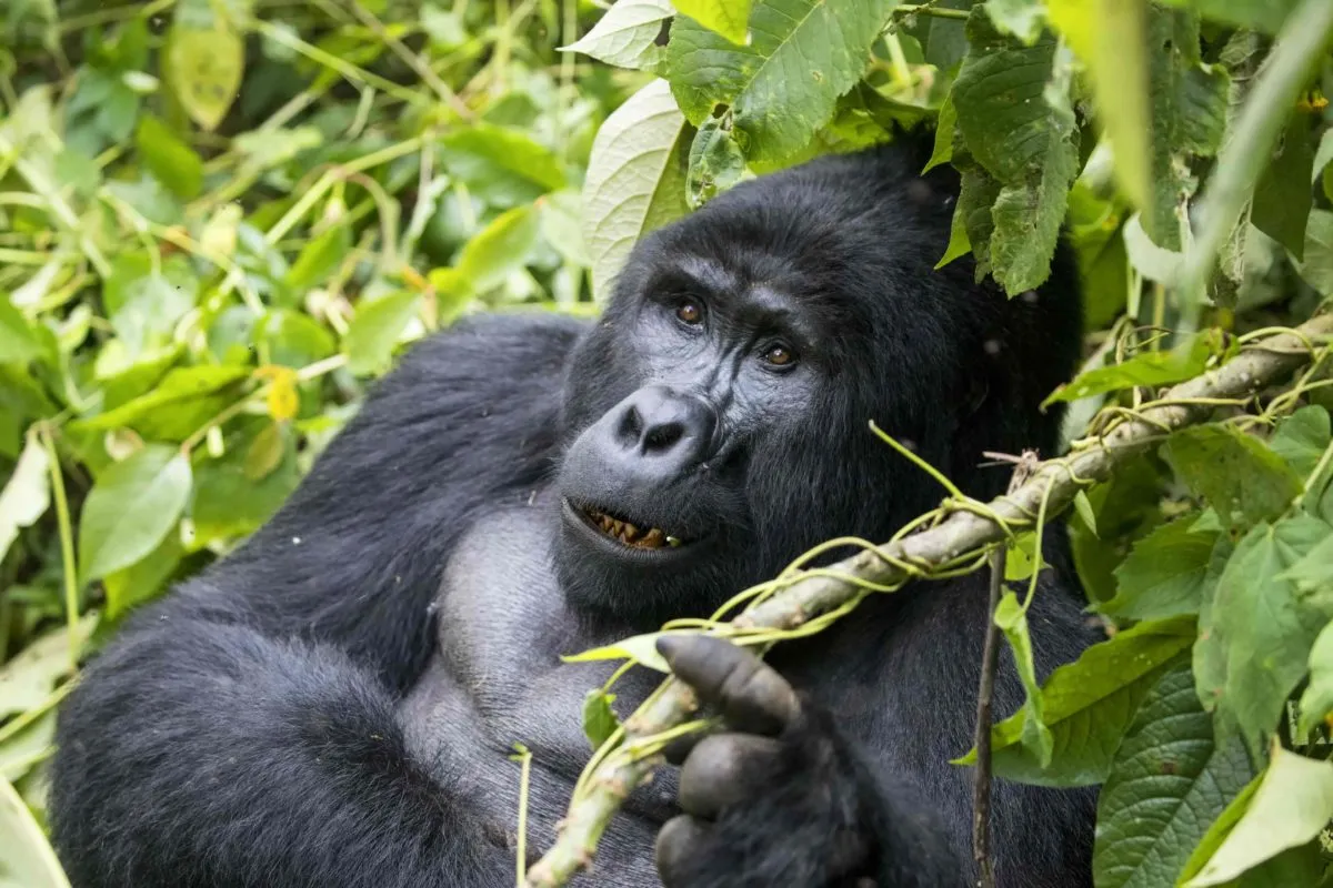 7 Days Uganda Gorilla and Wildlife safari.