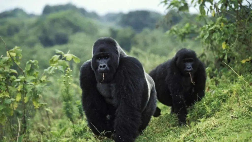 4 Days Congo Gorillas and Nyiragongo hike