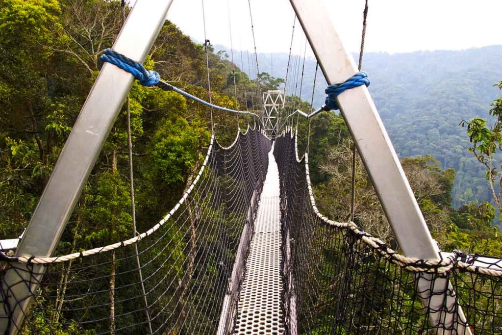 Nyungwe National Park.