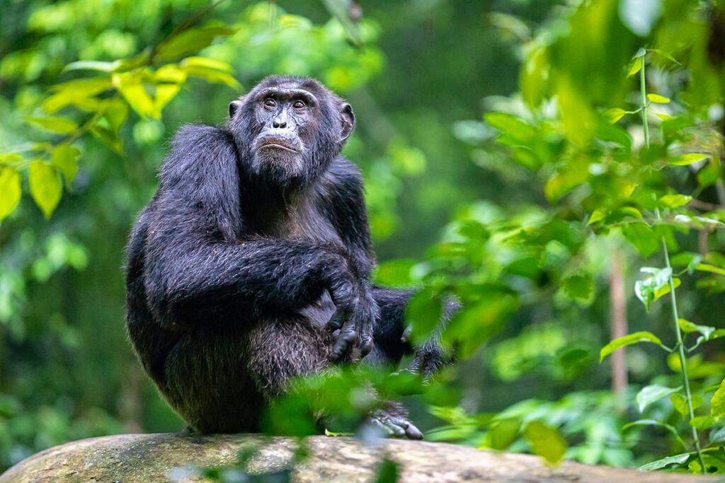 3 Days Rwanda Chimpanzee trekking tour