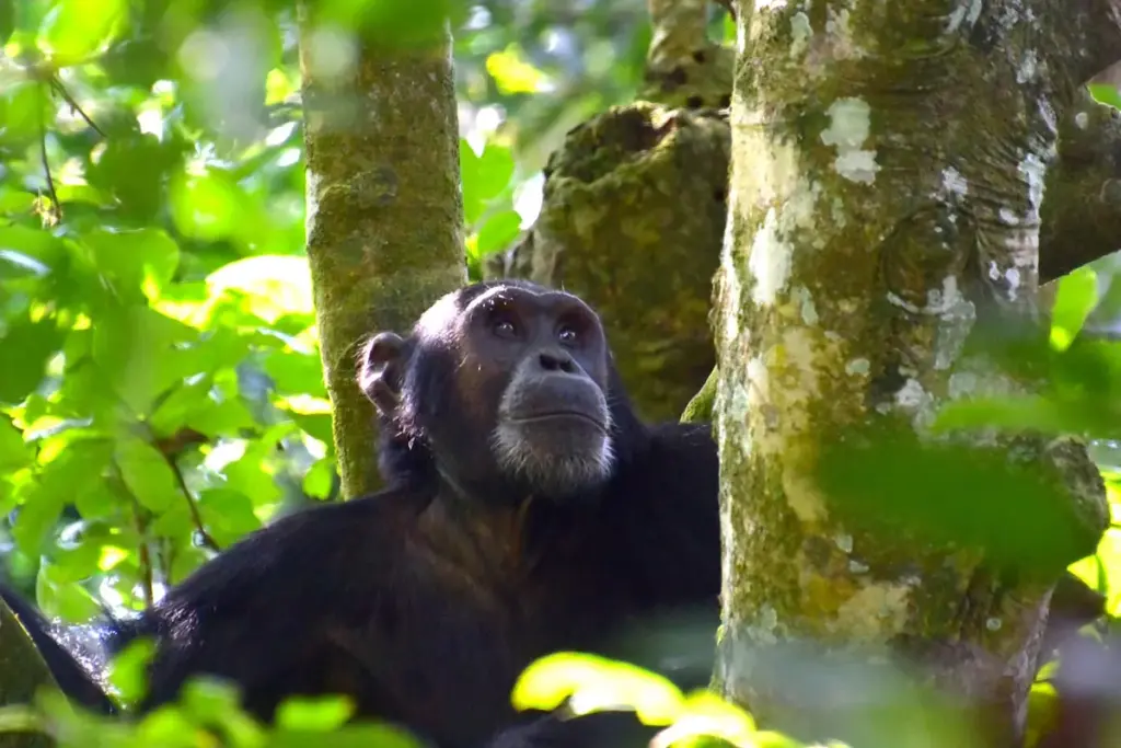 7 Days Uganda Primates trekking Safari