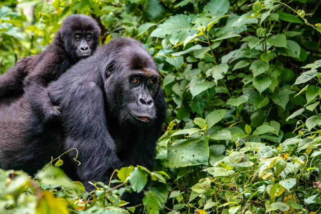 4 Days Rwanda Gorillas and Kigali City Tour.