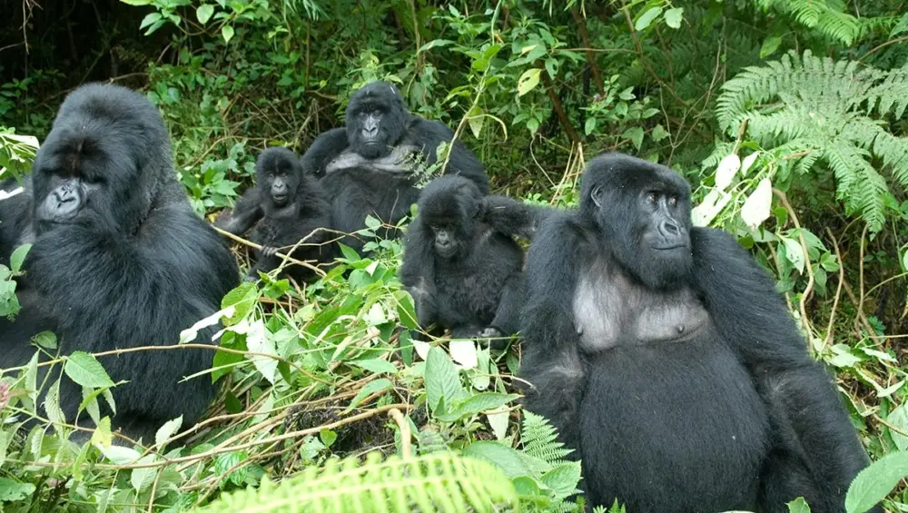 12 Days Combined Rwanda Uganda Safari.