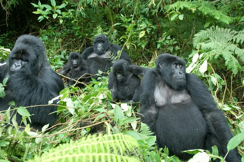 12 Days Combined Rwanda Uganda Safari.