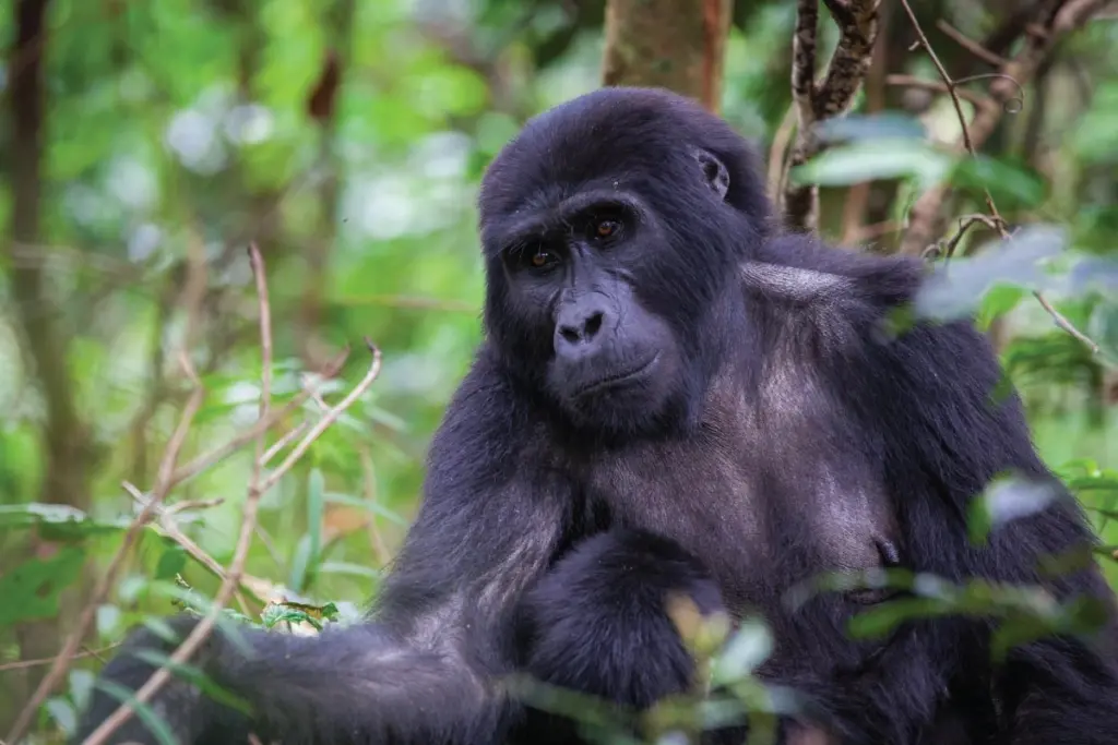 Mgahinga national park.