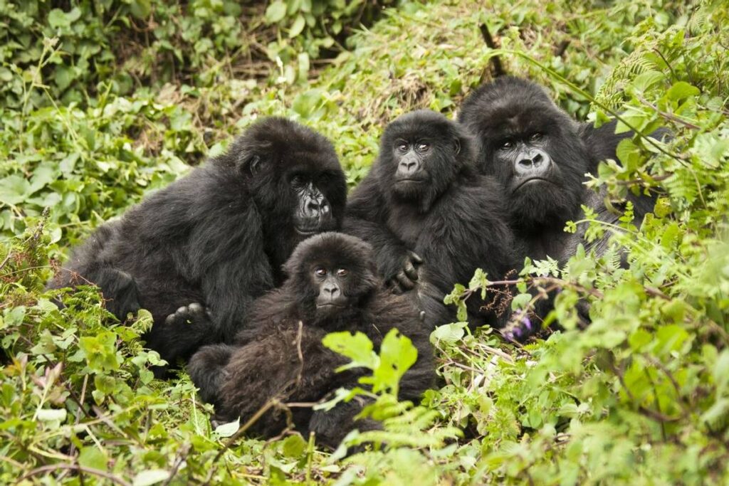 3 days Virunga NP gorilla tour