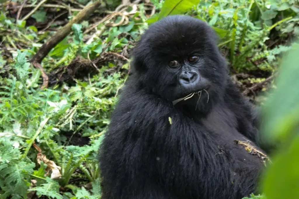 3 Days Rwanda Gorilla Safari.
