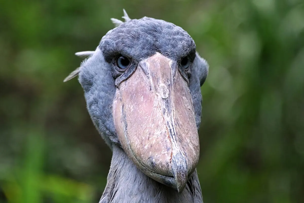 4 Days Birding safari in Murchison falls NP.