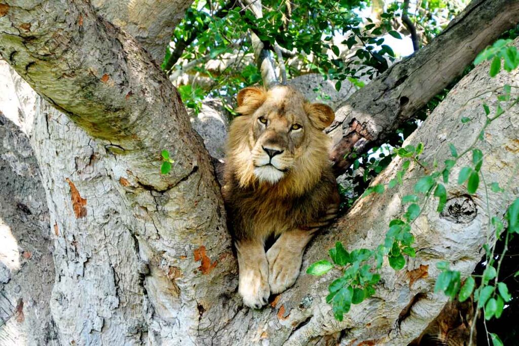 Queen Elizabeth National Park.