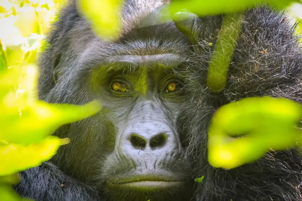 7 Days Gorillas and Tree Climbing Lions Flying Safari.