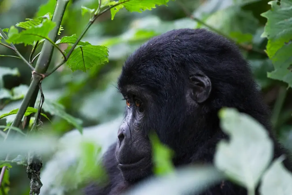 10 Days Uganda wildlife and Primates safari