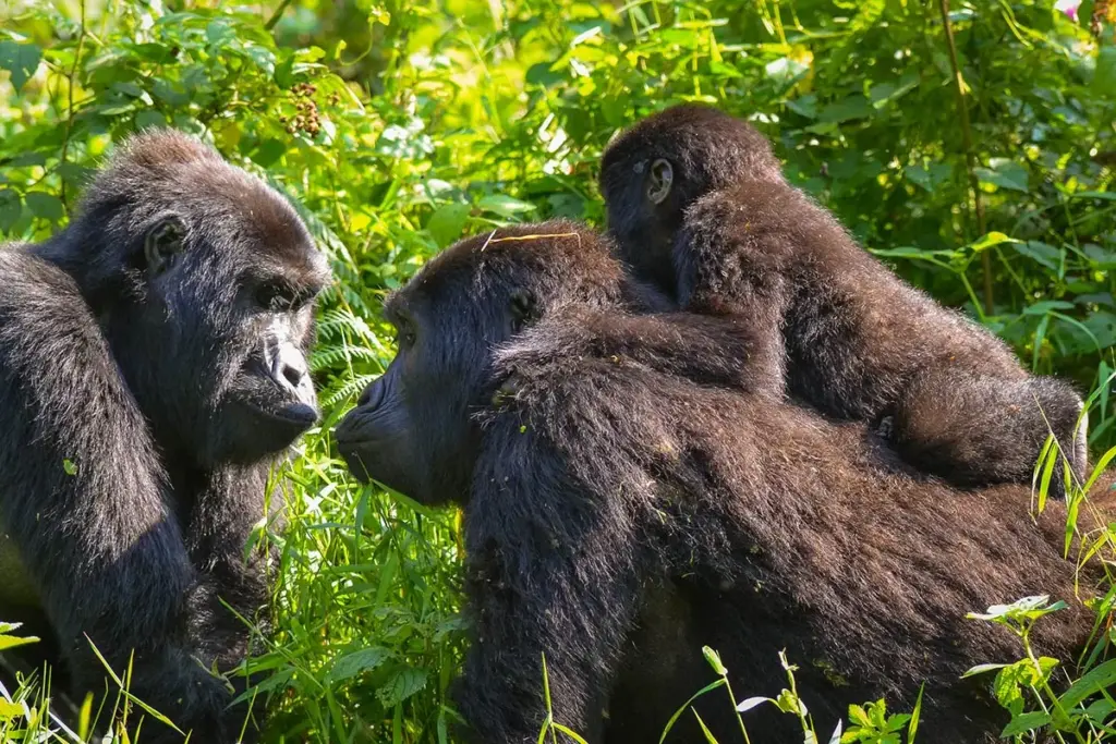 7 Days Congo Lowland Gorillas and Mountain Gorilla trekking