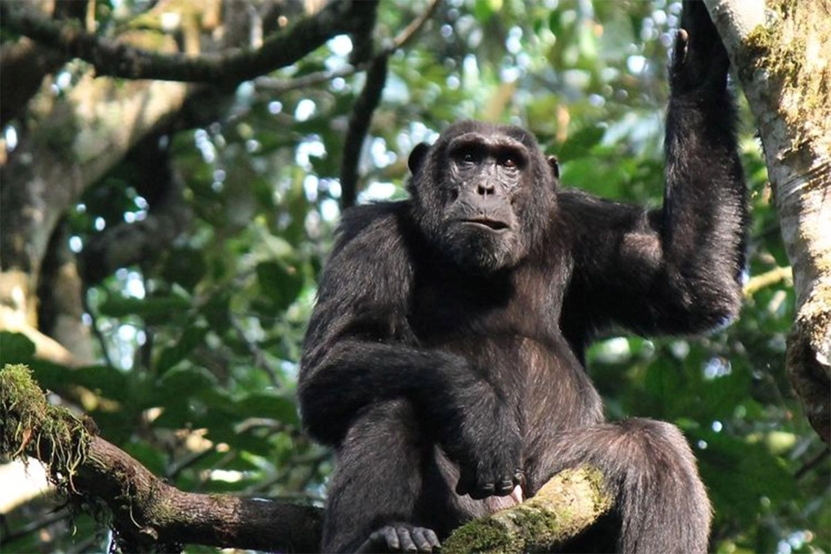 Chimpanzee in Virunga